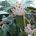 Hoya carnosa, nota de perfume