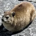 hyrax, nota de perfume
