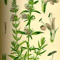 Hyssop, nota de perfume