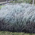 Immortelle, nota de perfume