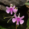 Impatiens, nota de perfume