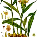 Indian Ginger, nota de perfume