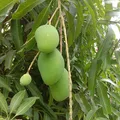 Indian Mango, nota de perfume