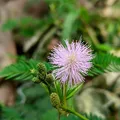 Indian Mimosa, nota de perfume