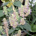 Pachulí indio, nota de perfume