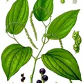 Indonesian Pepper perfume note