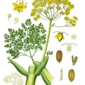 Iran Galbanum, nota de perfume