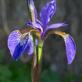 Italian Iris, nota de perfume