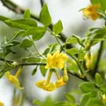 Italian Jasmine, nota de perfume