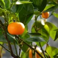 Italian Mandarin, nota de perfume