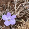 Italian Violet, nota de perfume