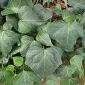 Ivy, nota de perfume