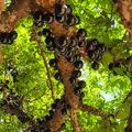 Jabuticaba als Duftnote