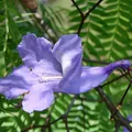 jacaranda, nota de perfume
