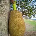 jackfruit, nota de perfume