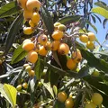 Japanese Loquat, nota de perfume