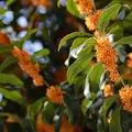 Japanese Osmanthus perfume note