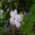 Jazmín sambac, nota de perfume