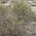 Jojoba, nota de perfume