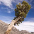 Juniper, nota de perfume