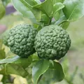 Kaffir Lime, nota de perfume