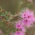 Kunzea perfume note