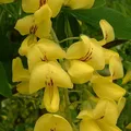 Laburnum als Duftnote