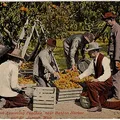 Lactones, nota de perfume