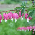 lamprocapnos, note de parfum