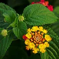 lantana, nota de perfume