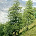 Larch, nota de perfume