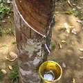 latex, nota de perfume