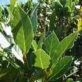 Laurels, nota de perfume