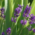 Lavanda, nota de perfume