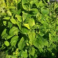 Lemon Balm, nota de perfume