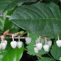 lemon leaf, nota de perfume