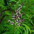 Lemon Verbena, nota de perfume