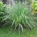 Lemongrass, nota de perfume