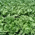 Lettuce, nota de perfume