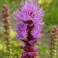 liatris, nota de perfume
