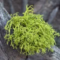 Lichen, nota de perfume