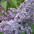 Lilac, nota de perfume