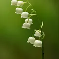 Lirio de los valles, nota de perfume