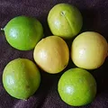 Lima, nota de perfume