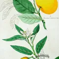 Limetta als Duftnote