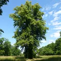 Limewood, परफ्यूम नोट