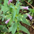 Limnophila aromatica, nota de perfume