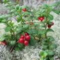 Lingonberry, nota de perfume
