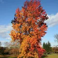 Liquidambar, nota de perfume