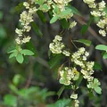 Litsea Cubeba, nota de perfume